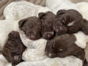 Available Pups born Mar 26/27, 2022